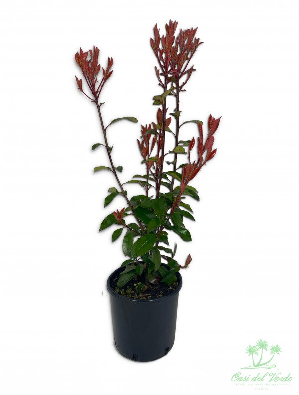 Photinia x Fraseri Robusta Compacta - Piante Vere da Esterno - Kentis